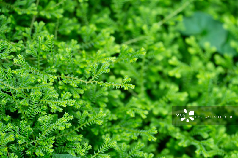 翠绿细密的针叶植物特写图片素材