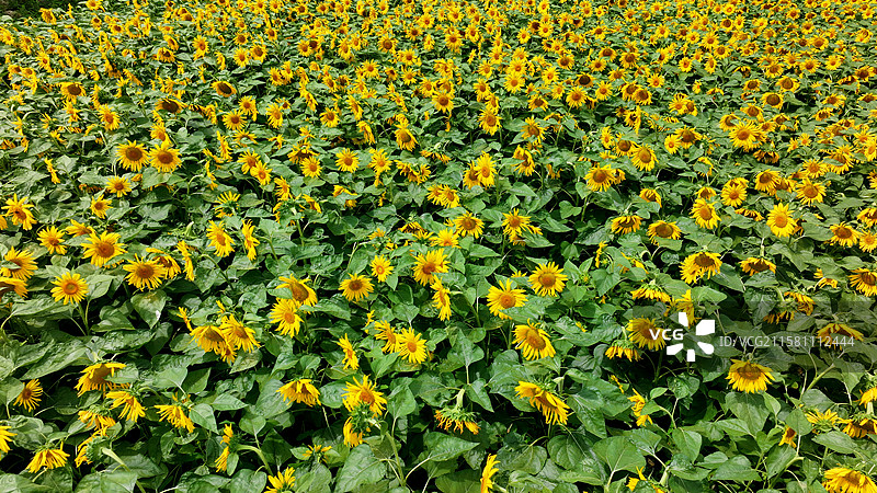 康县何家庄油葵花开（3）图片素材