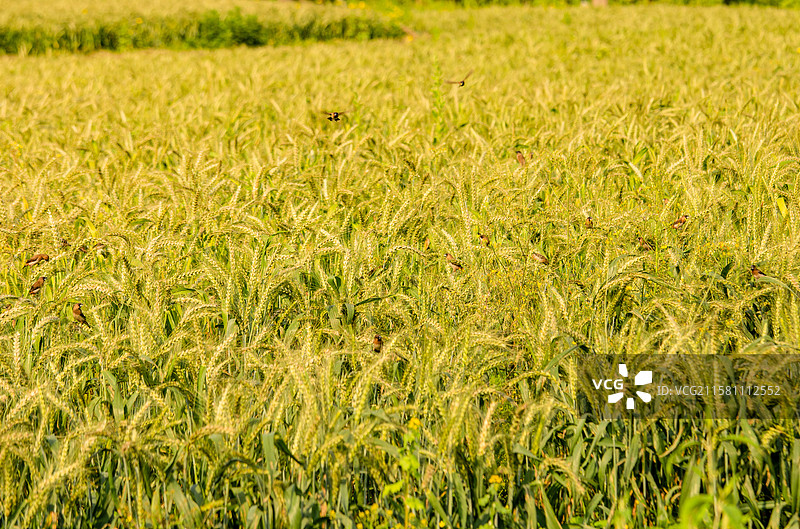 二十四节气·小满图片素材