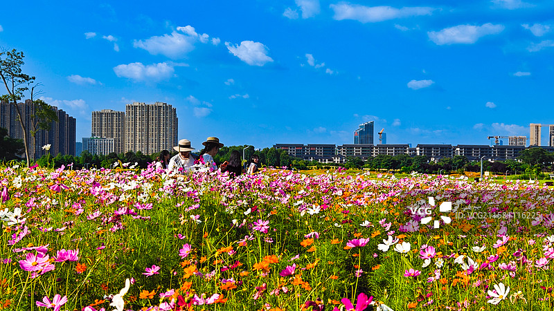 格桑花开图片素材