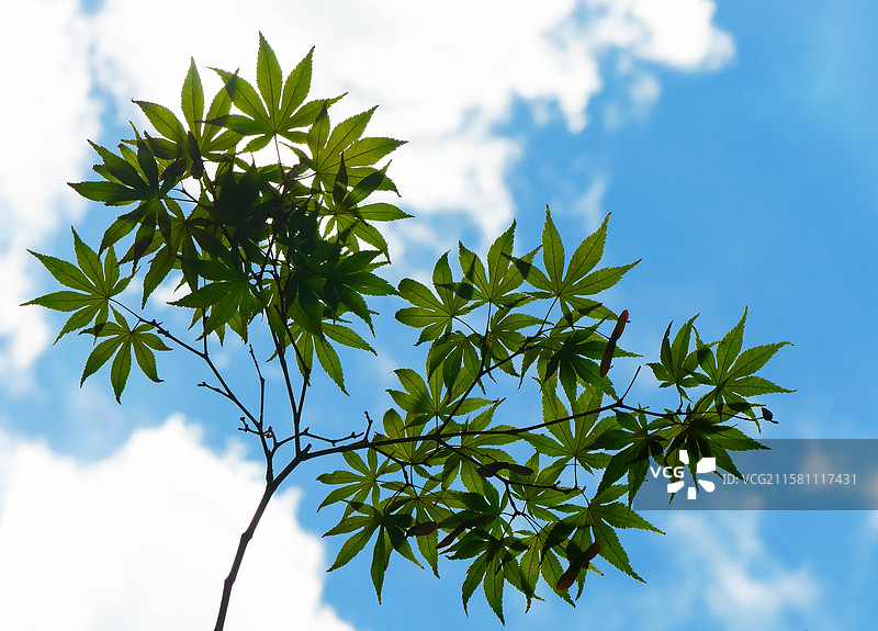 蔚蓝色天空下清新的绿树叶图片素材