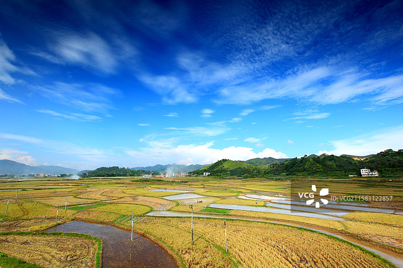 稻田成熟时图片素材