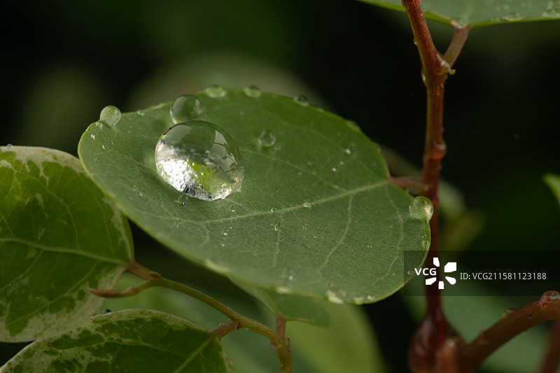 雨後- 萬物復甦图片素材