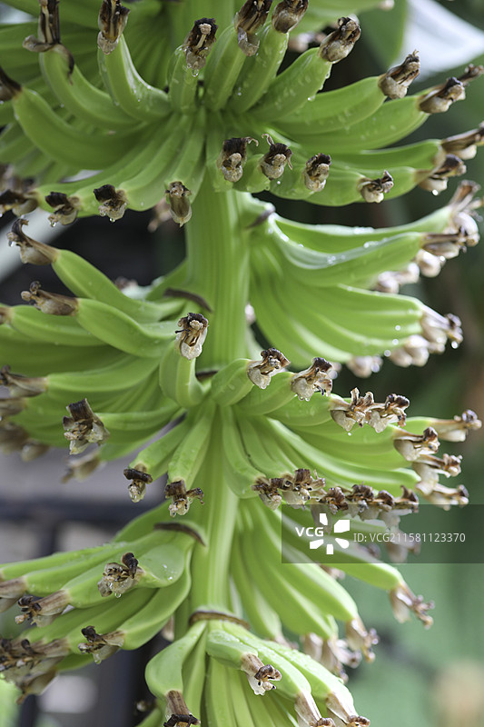 香蕉树结出的幼果串图片素材