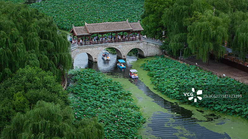 陕西商洛凤县棣花古镇夏日荷花盛开图片素材