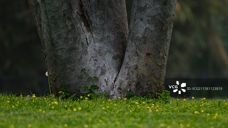 白皮松 虎皮松 蟠龙松图片素材