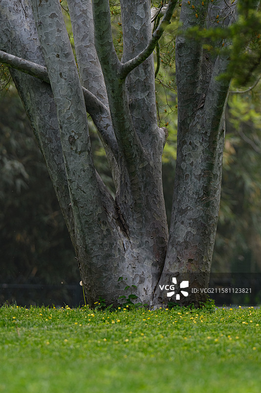 白皮松 虎皮松 蟠龙松图片素材