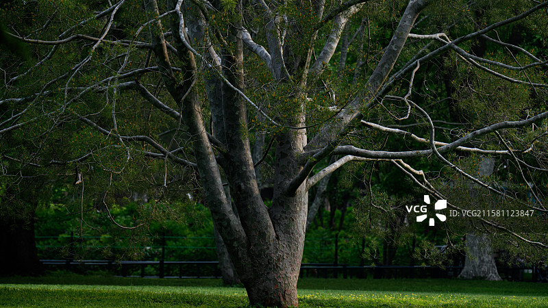 白皮松 虎皮松 蟠龙松图片素材