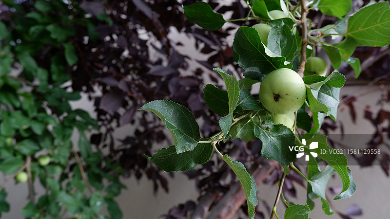 乌尔禾乌镇青苹果图片素材