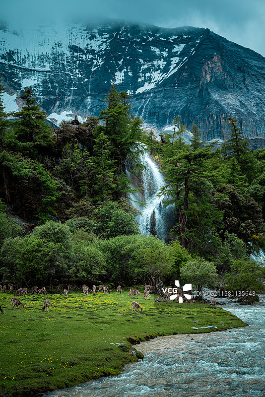 稻城亚丁洛绒牛场图片素材