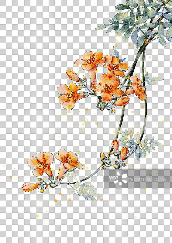 黑色背景下的花朵特写镜头图片素材