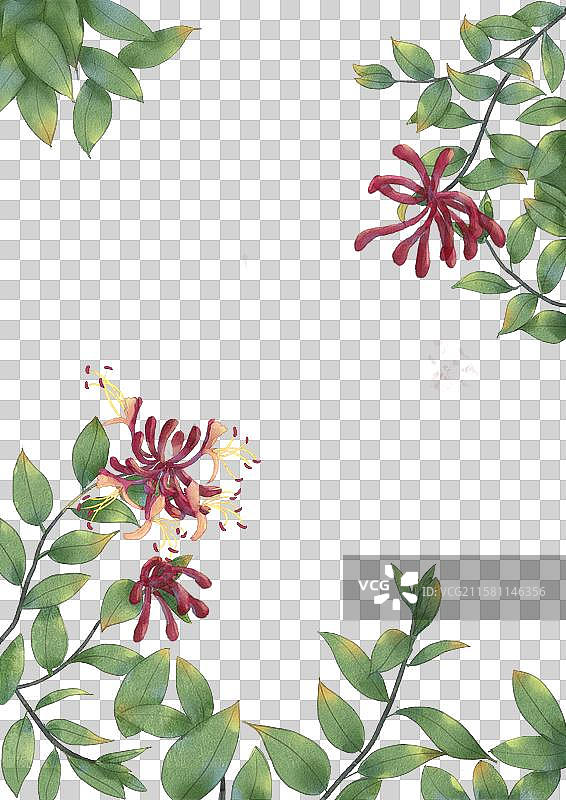 黑色背景下的花朵特写镜头图片素材