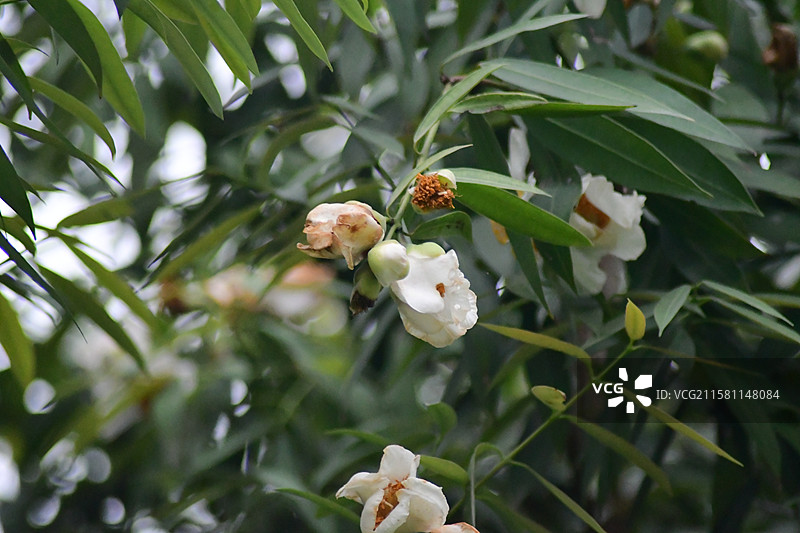 中国珍稀植物-名贵园林绿化树种-Mesua ferrea 铁力木图片素材