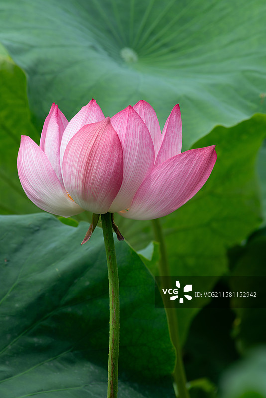 荷塘荷花盛开唯美荷花特写图片素材