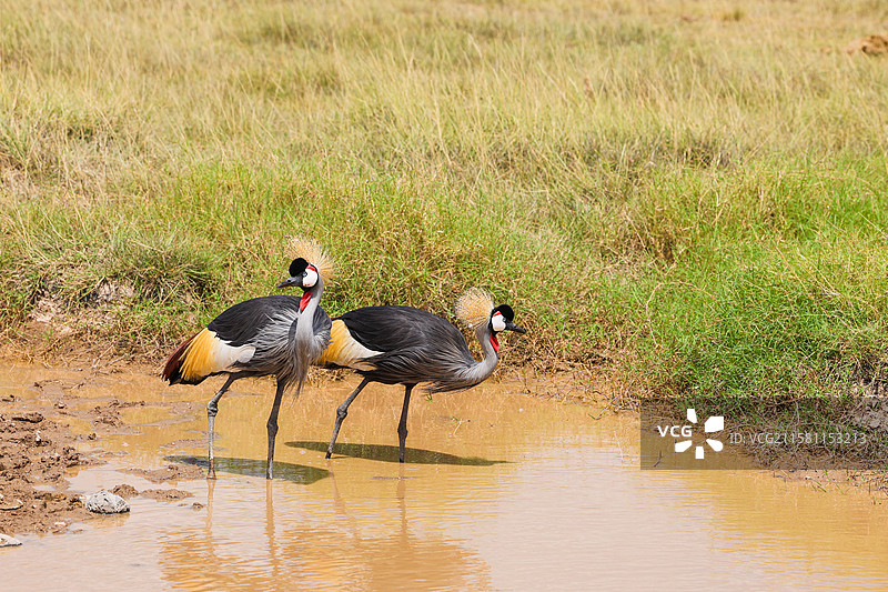 非洲肯尼亚动物保护区灰冠鹤和疣猪图片素材