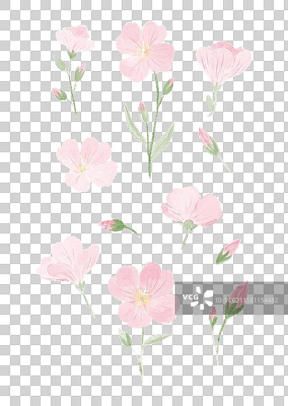 月见草图片素材