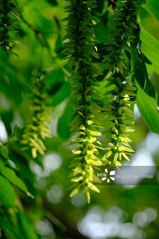 春天城市公园里的各种绿色植物。高清风景背景图图片素材