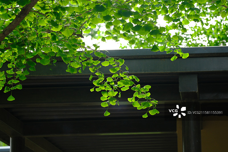 春天城市公园里的各种绿色植物。高清风景背景图图片素材