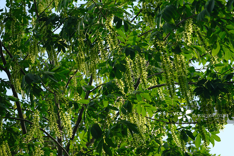 春天城市公园里的各种绿色植物。高清风景背景图图片素材