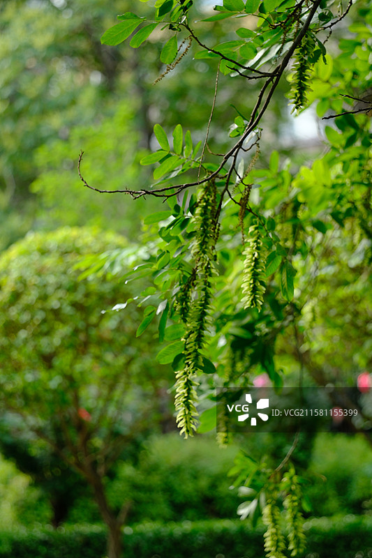 春天城市公园里的各种绿色植物。高清风景背景图图片素材