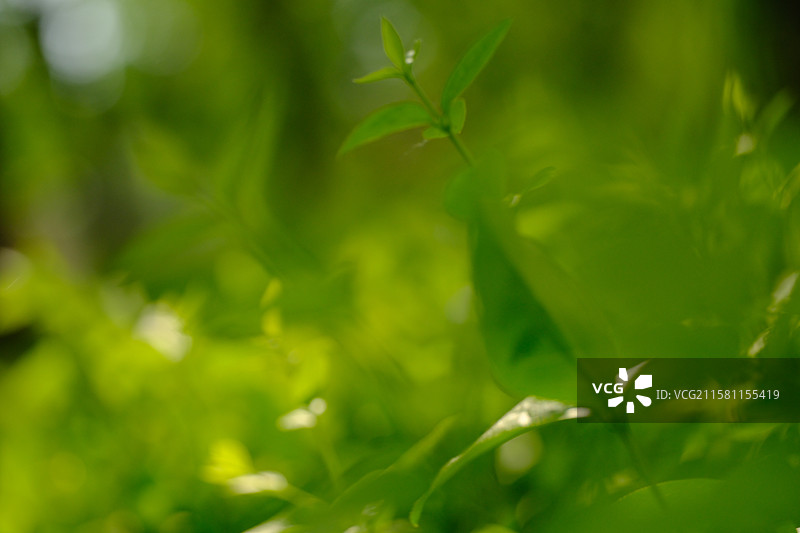 春天城市公园里的各种绿色植物。高清风景背景图图片素材