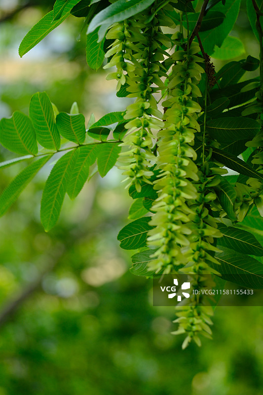 春天城市公园里的各种绿色植物。高清风景背景图图片素材