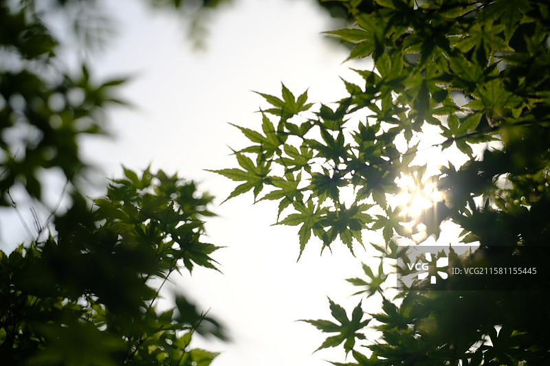 春天城市公园里的各种绿色植物。高清风景背景图图片素材