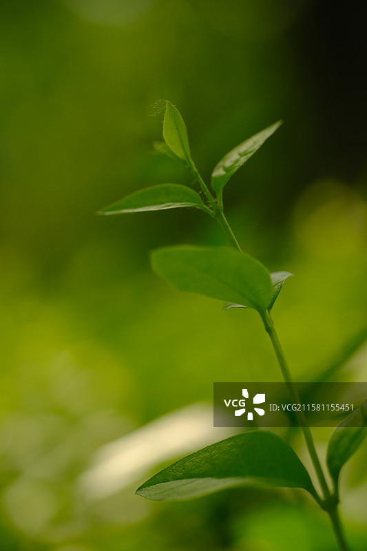 春天城市公园里的各种绿色植物。高清风景背景图图片素材