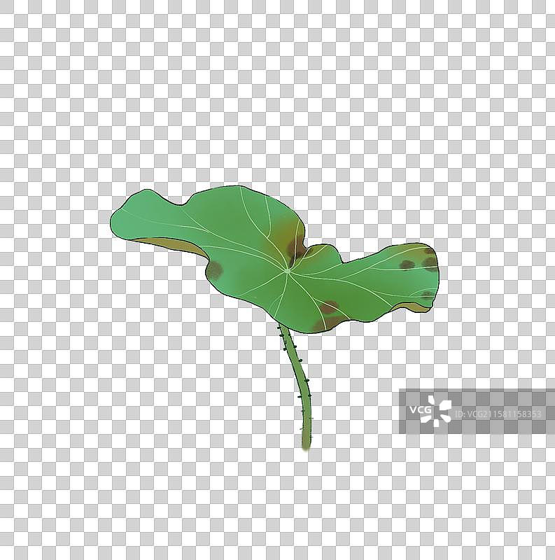 一枝荷叶元素图片素材