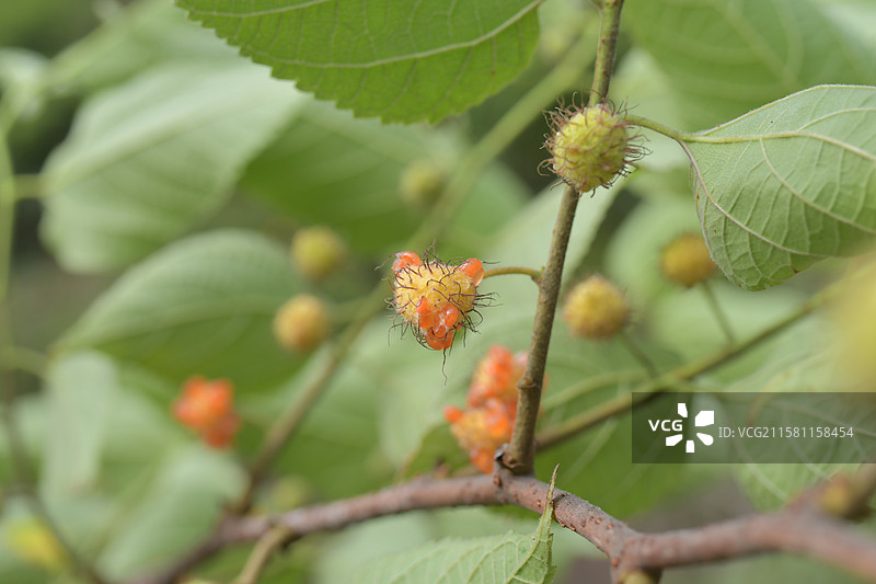 中国珍稀植物-名贵园林绿化树种-Broussonetia monoica 楮图片素材