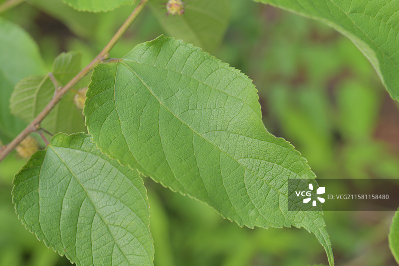 中国珍稀植物-名贵园林绿化树种-Broussonetia monoica 楮图片素材