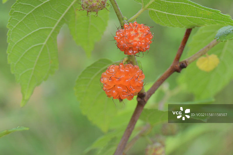 中国珍稀植物-名贵园林绿化树种-Broussonetia monoica 楮图片素材
