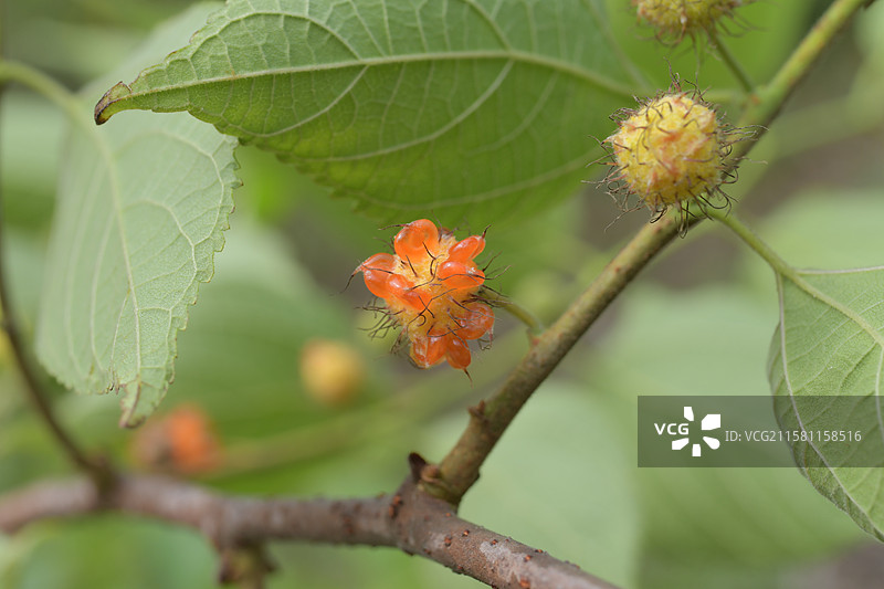 中国珍稀植物-名贵园林绿化树种-Broussonetia monoica 楮图片素材
