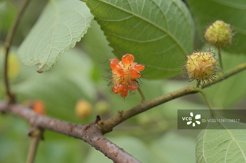 中国珍稀植物-名贵园林绿化树种-Broussonetia monoica 楮图片素材