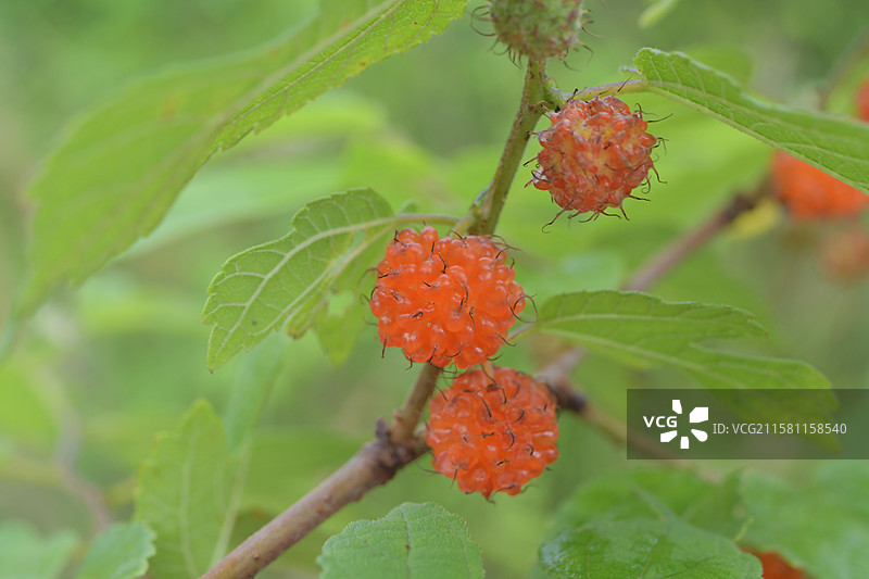 中国珍稀植物-名贵园林绿化树种-Broussonetia monoica 楮图片素材