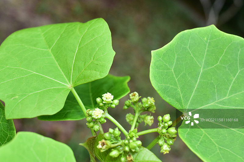 中国珍稀植物-名贵园林绿化树种-Jatropha curcas 麻风树图片素材