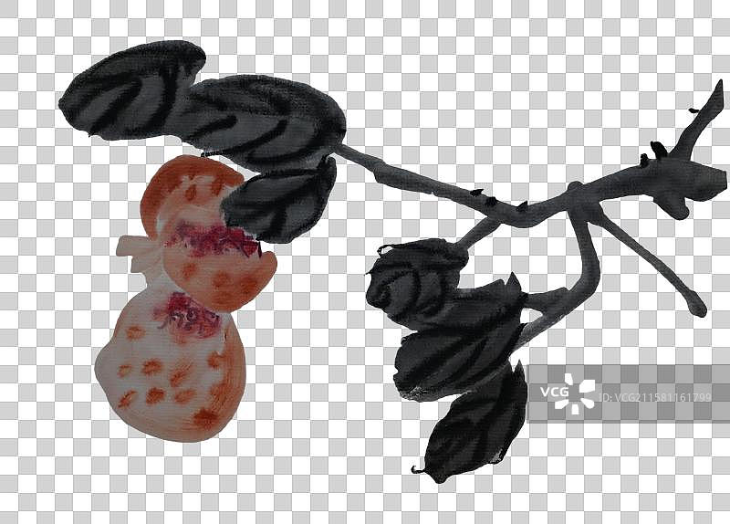 石榴 果实 水果 秋天 成熟 秋分 立秋图片素材