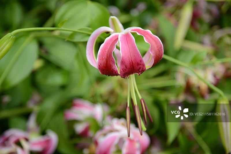 黑美人百合图片素材