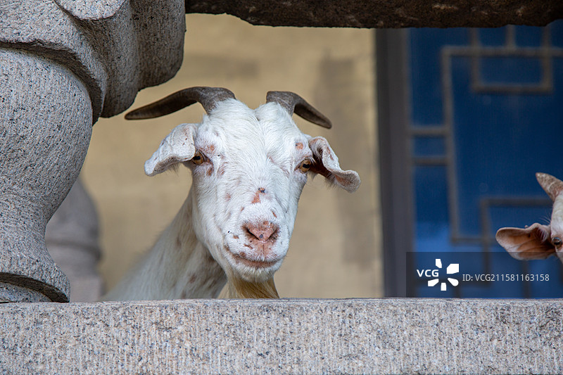 石栏后探头张望白色山羊特写图片素材