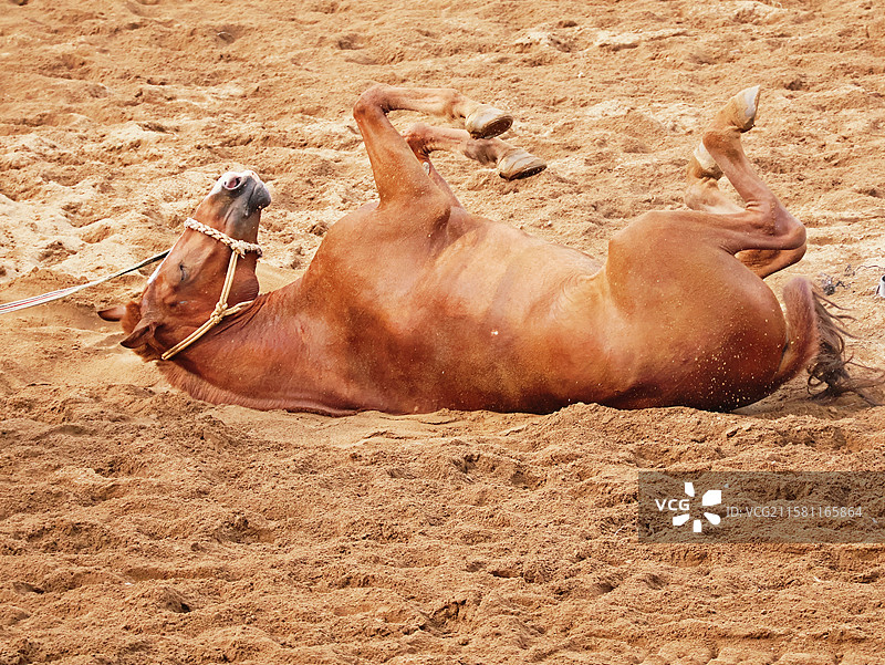 在沙地上打滚的马图片素材