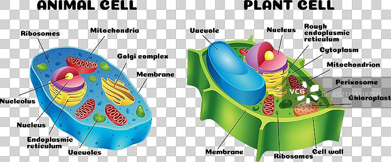 详细比较图表图片素材