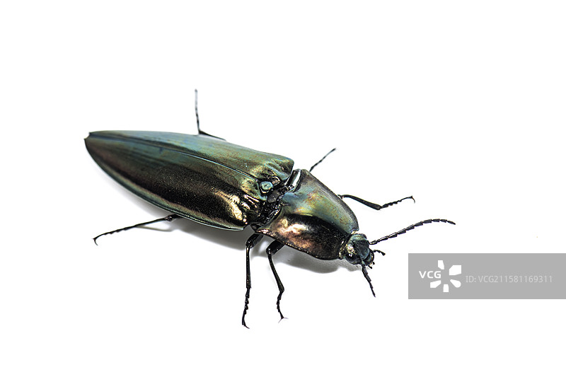 叩头虫吉丁虫图片素材