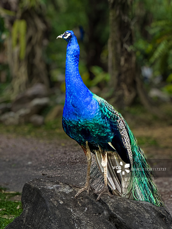 勐巴娜西珍奇园·高傲的孔雀图片素材