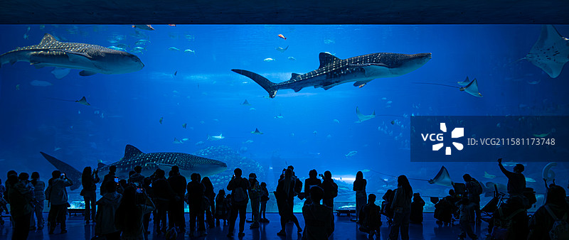 三条鲸鲨同框图片素材