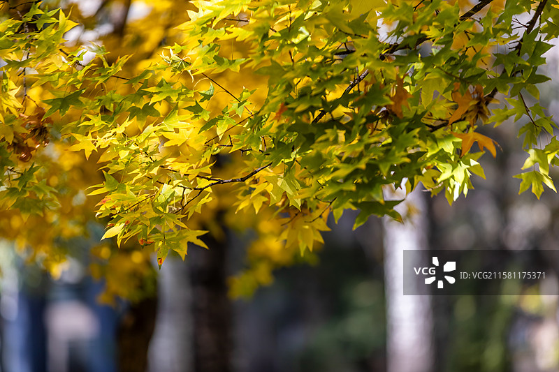 北京公园里秋天的红叶，枫叶，黄叶，立秋，落叶，金秋图片素材