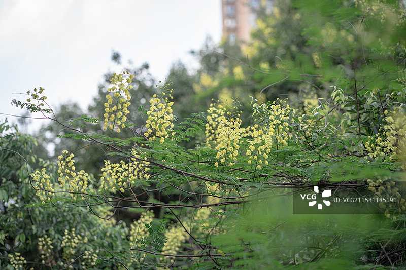 新楼盘前老旧房屋屋顶的云实金合欢黄色花朵图片素材