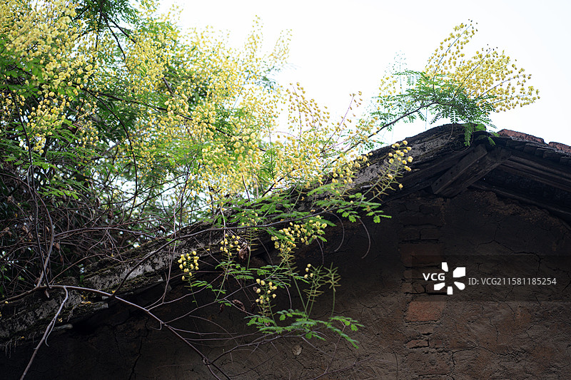 新楼盘前老旧房屋屋顶的云实金合欢黄色花朵图片素材