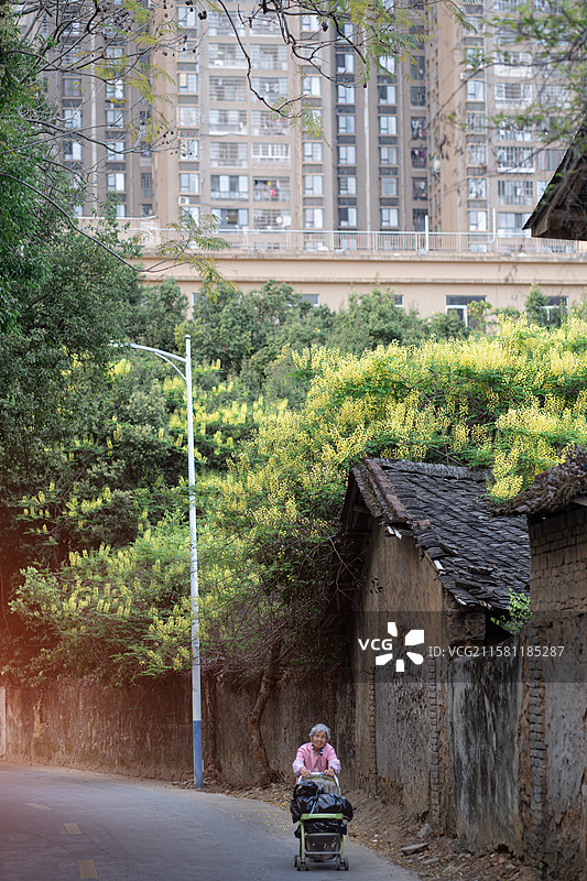 新楼盘前老旧屋顶的云实金合欢黄色花朵图片素材