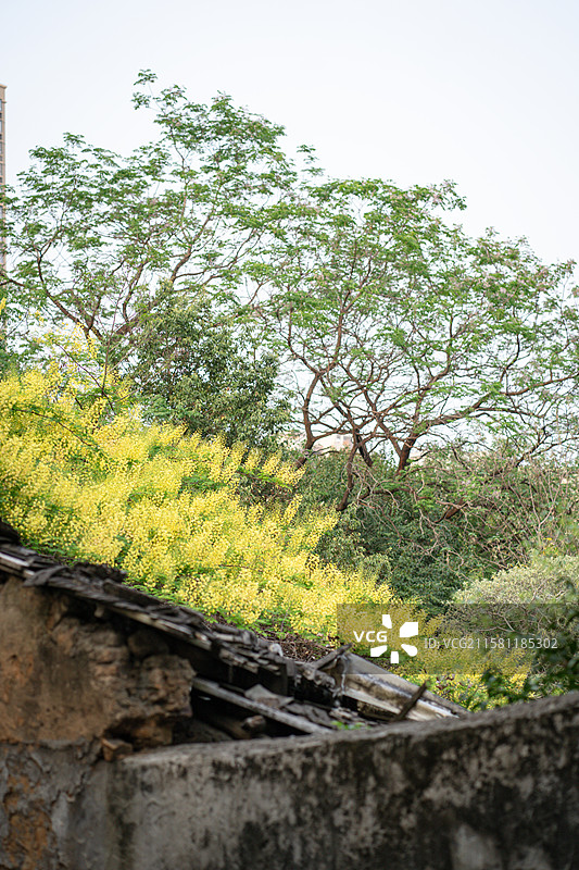新楼盘前老旧房屋屋顶的云实金合欢黄色花朵图片素材