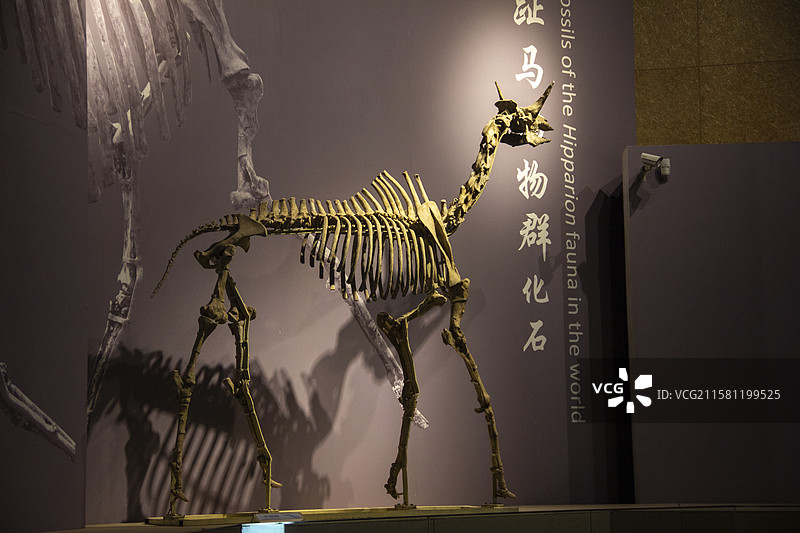 甘肃省临夏和政县古生物化石博物馆三趾马化石图片素材